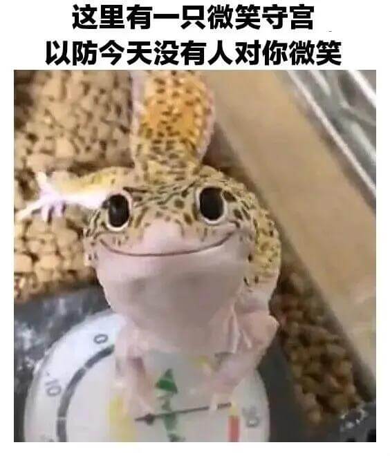 这里有一只微笑守宫，以防今天没有人对你微笑。
