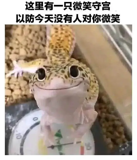 这里有一只微笑守宫，以防今天没有人对你微笑。