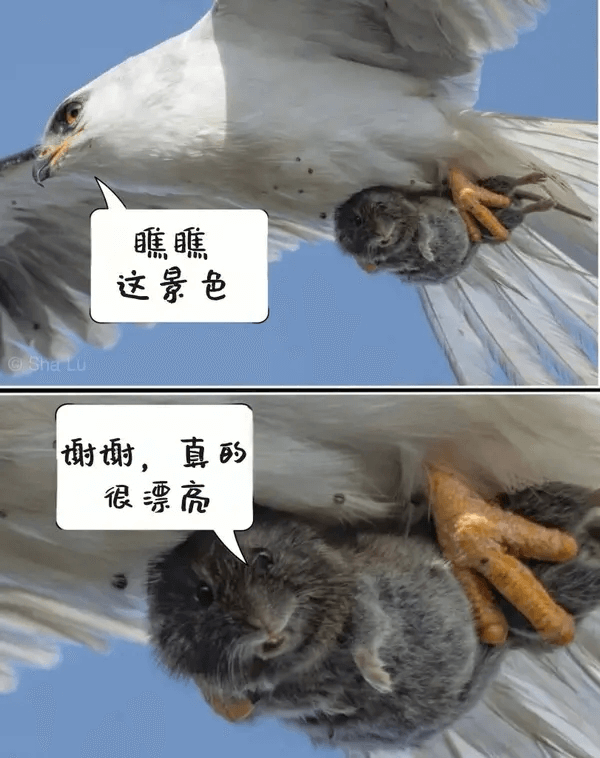瞧瞧这景色。谢谢，真的很漂亮。
