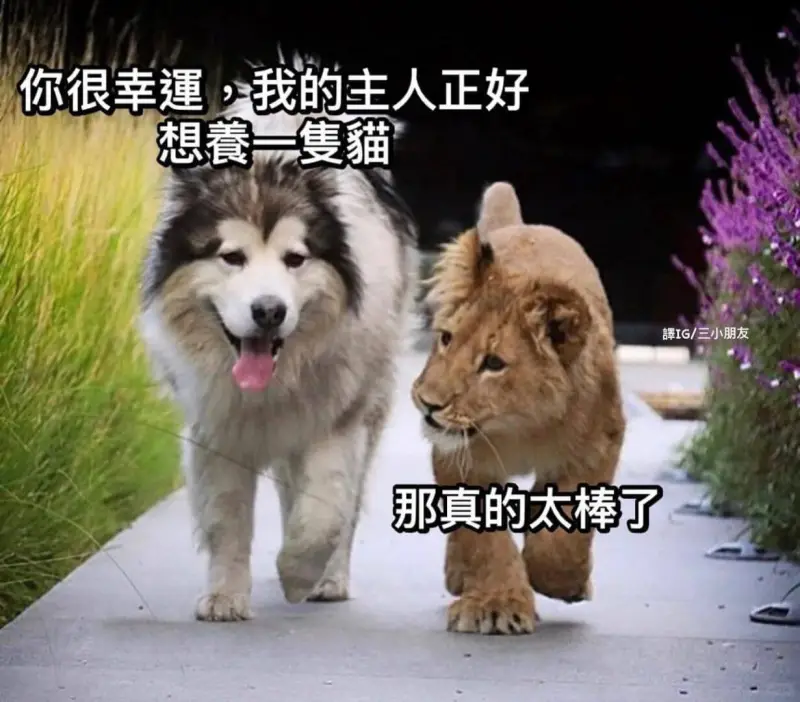 你很幸運，我的主人正好想餐一猫澤IG/三小朋友那真的太棒了
