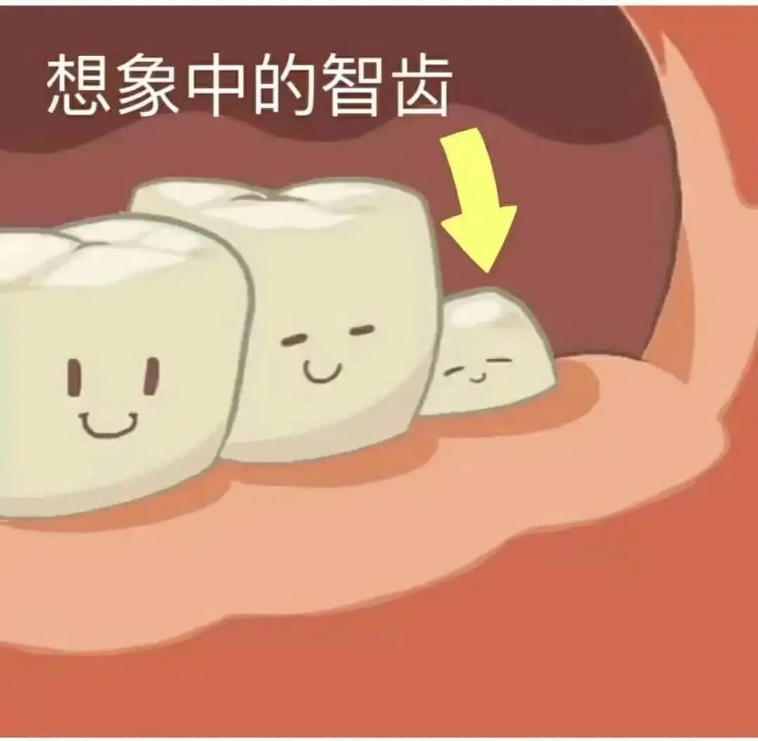 想象中的智齿