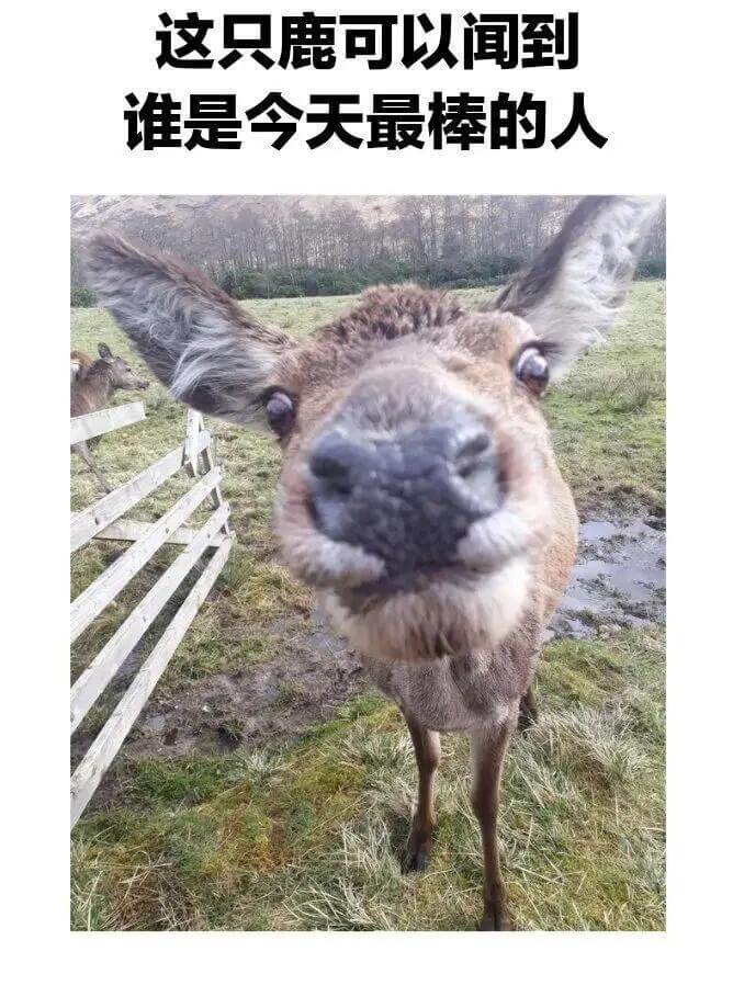 这只鹿可以闻到谁是今天最棒的人