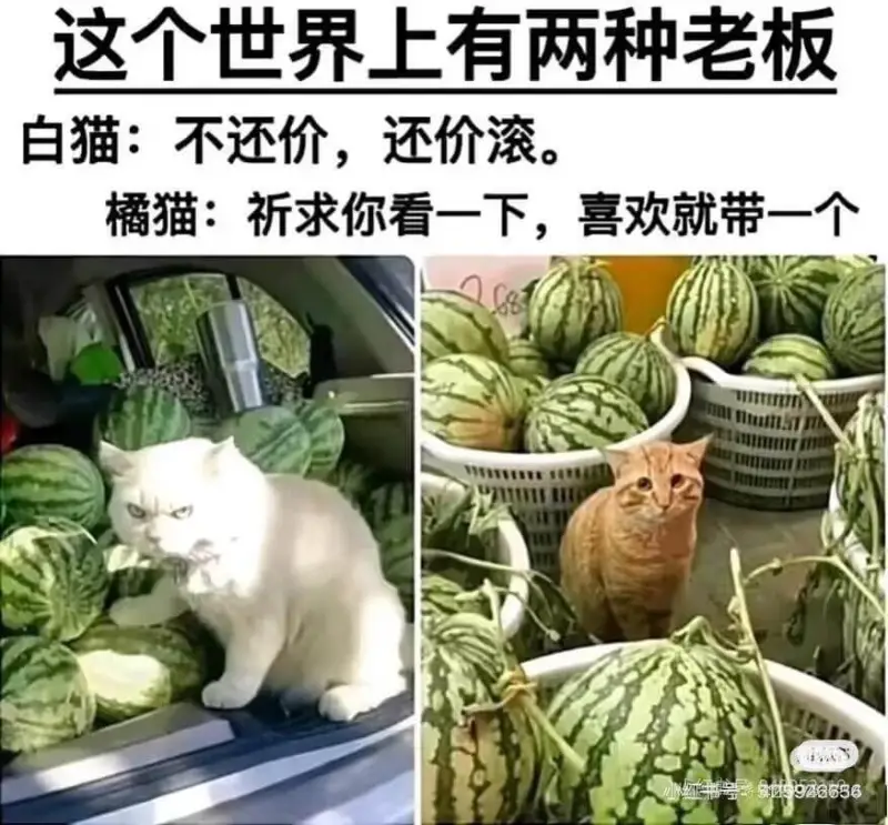 这个世界上有两种老板：白猫：不还价，还价滚。橘猫：祈求你看一
