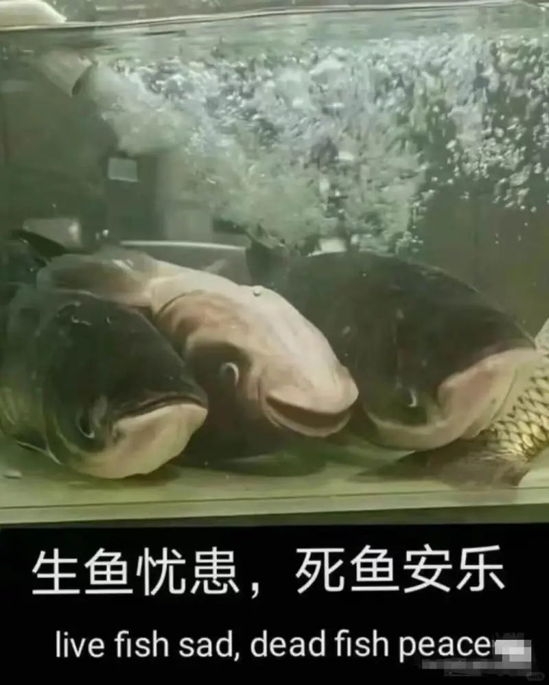 生鱼忧患，死鱼安乐livefishsaddeadfishpe