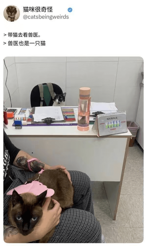 猫咪很奇怪@catsbeingweirds>带猫去看兽医。>