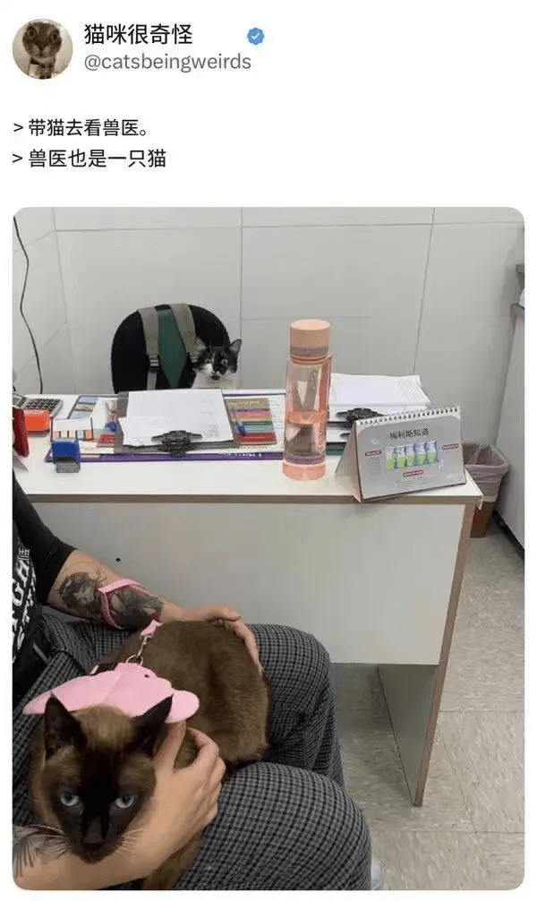猫咪很奇怪@catsbeingweirds>带猫去看兽医。>
