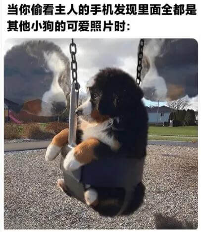 当你偷看主人的手机发现里面全都是其他小狗的可爱照片时：