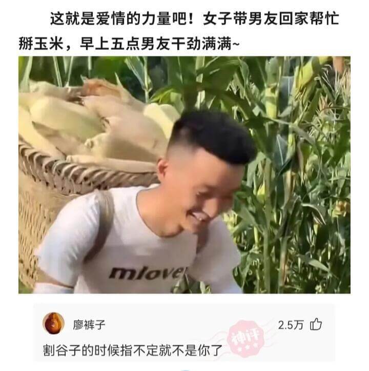 这就是爱情的力量吧!女子带男友回家帮忙掰玉米，早上五点男友干