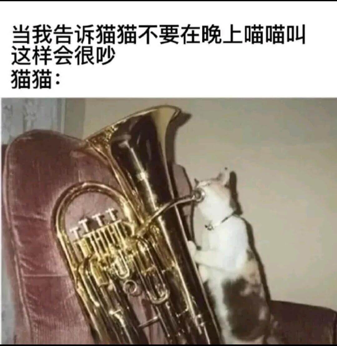 当我告诉猫猫不要在晚上喵喵叫，这样会很吵。猫猫: