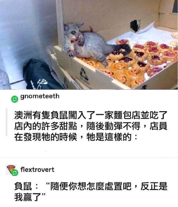 gnometeeth澳洲有隽鼠入了一家面包店，吃了店内的計多