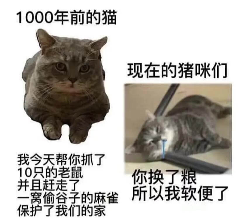 1000年前的猫现在的猪咪们我今天帮你抓了10只的老鼠你换了