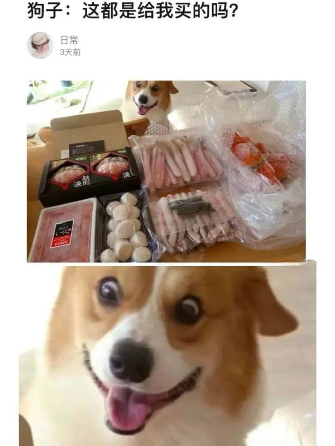 狗子:这都是给我买的吗?日常3天前
