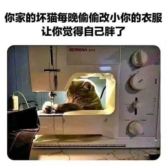你家的坏猫每晚偷偷改小你的衣服，让你觉得自己胖了。BERNI