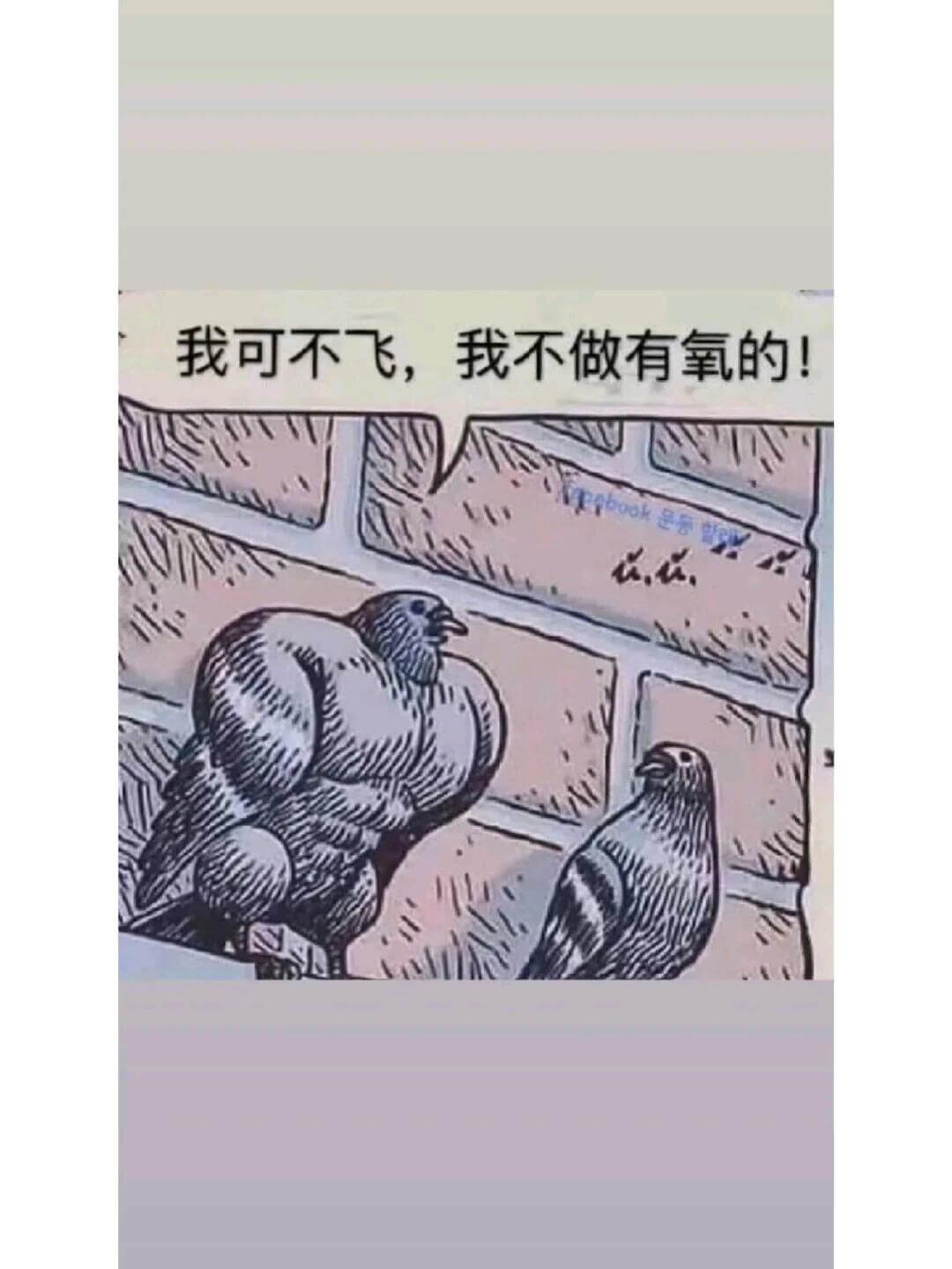 我可不飞，我不做有氧的！