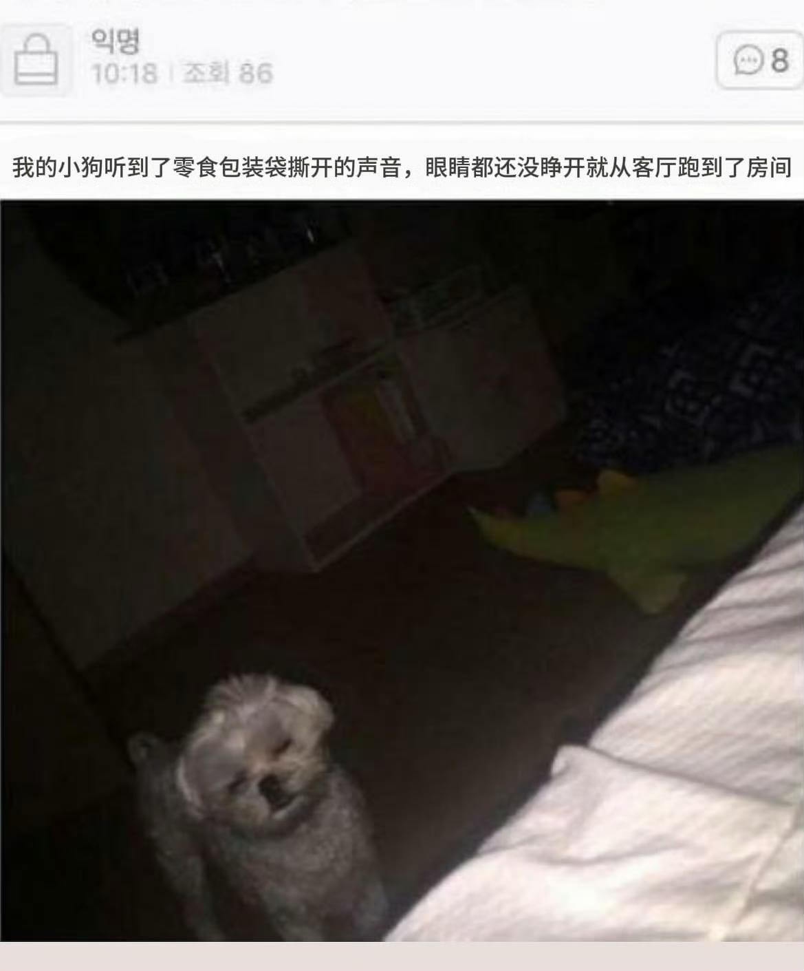 810:181个86我的小狗听到了零食包装袋撕开的声音，眼睛