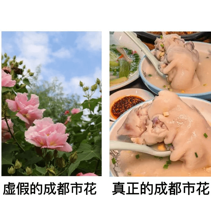 虚假的成都市花真正的成都市荷花