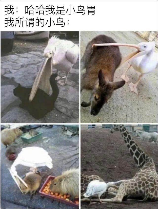 我：哈哈我是小鸟胃我所谓的小鸟：