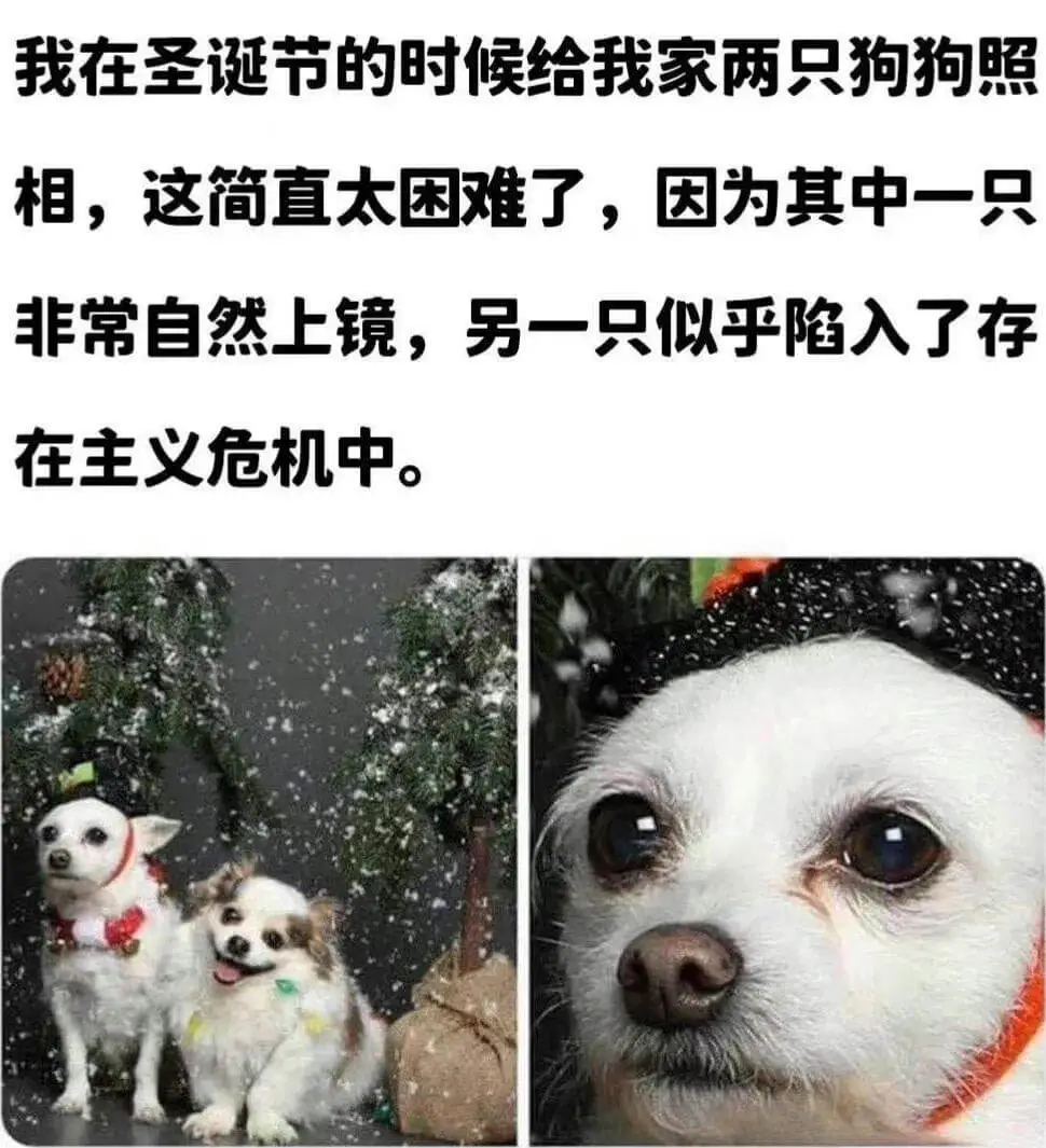 我在圣诞节的时候给我家两只狗狗照相，这简直太困难了，因为其中