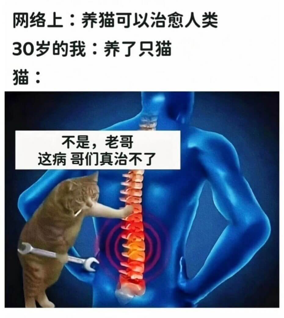 网络上：养猫可以治愈人类30罗的我：养了只猫猫：不是，老哥，