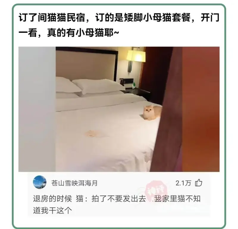 订了间猫猫民宿，订的是矮脚小母猫套餐，开门一看，真的有小母猫
