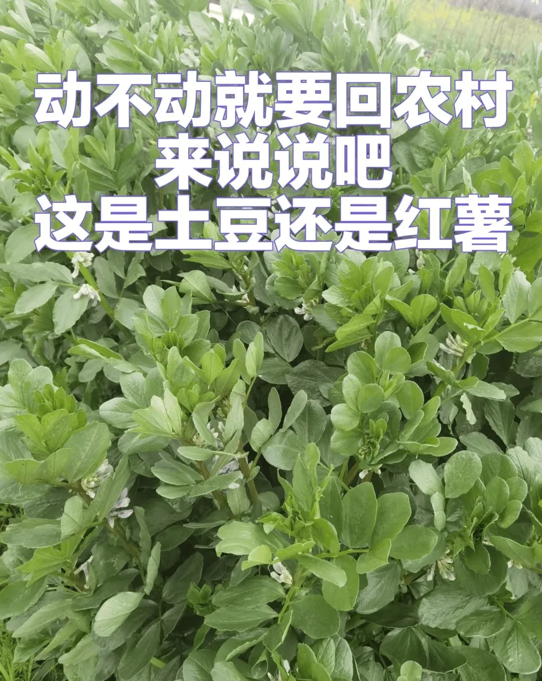 动不动就要回农村来说说吧这是土豆还是红薯