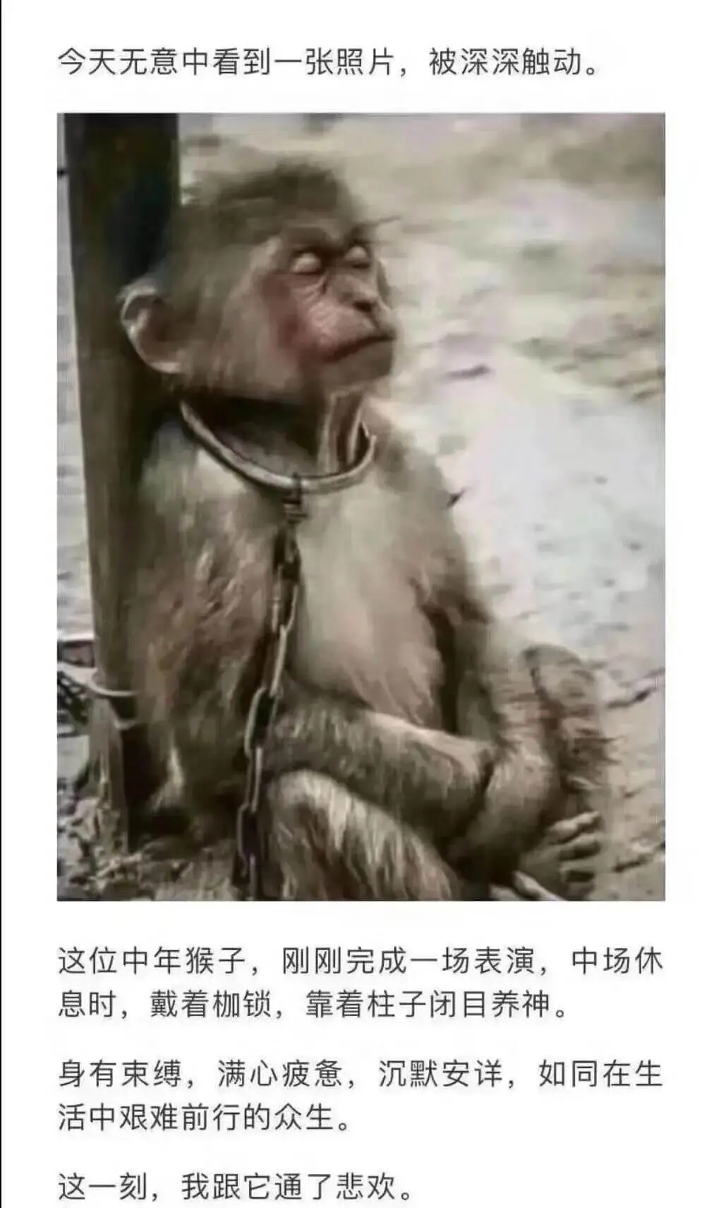 今天无意中看到一张照片，被深深触动。这位中年猴子，刚刚完成一