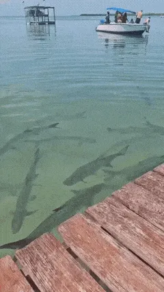 梗图