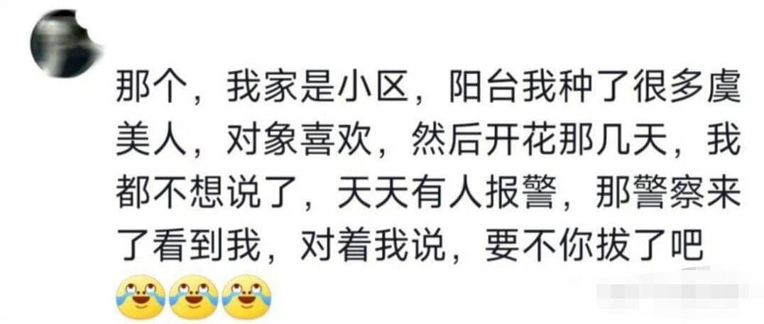 那个，我家是小区，阳台我种了很多虞美人，对象喜欢，然后开花那