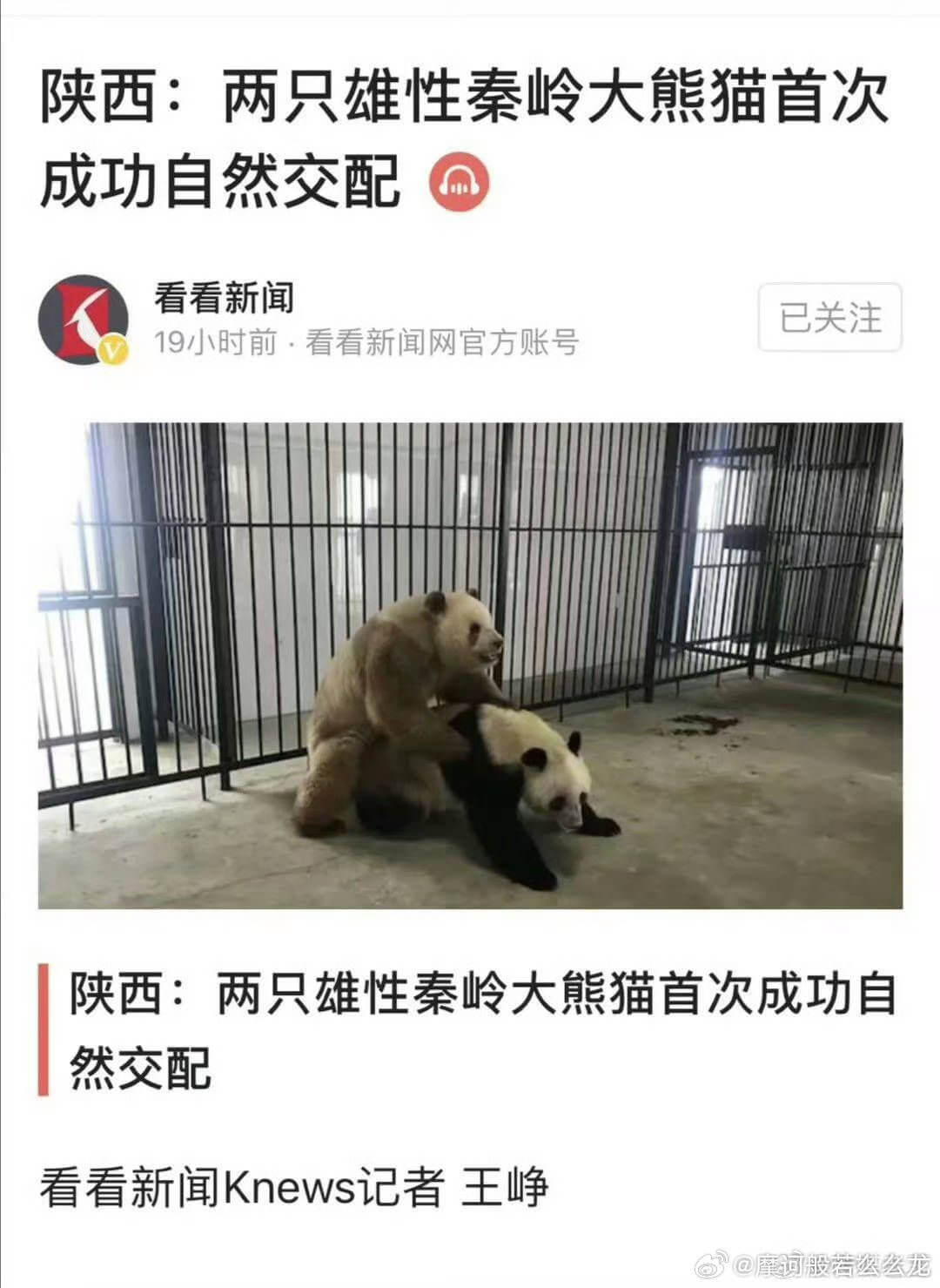 陕西：两只雄性秦岭大熊猫首次成功自然交配看看新闻已关注19小