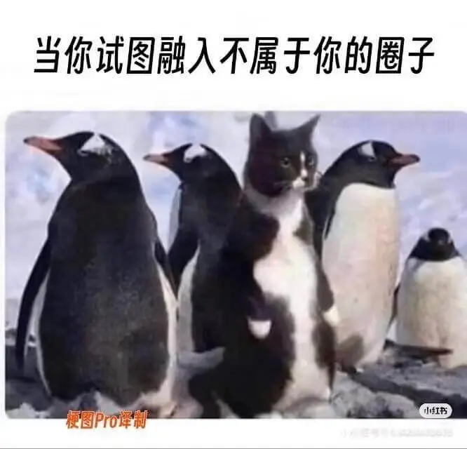 当你试图融入不属于你的圈子梗图Pro译制小红书