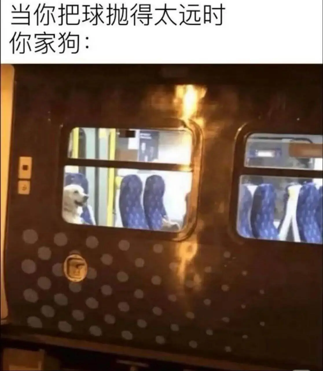 当你把球抛得太远时你家狗：