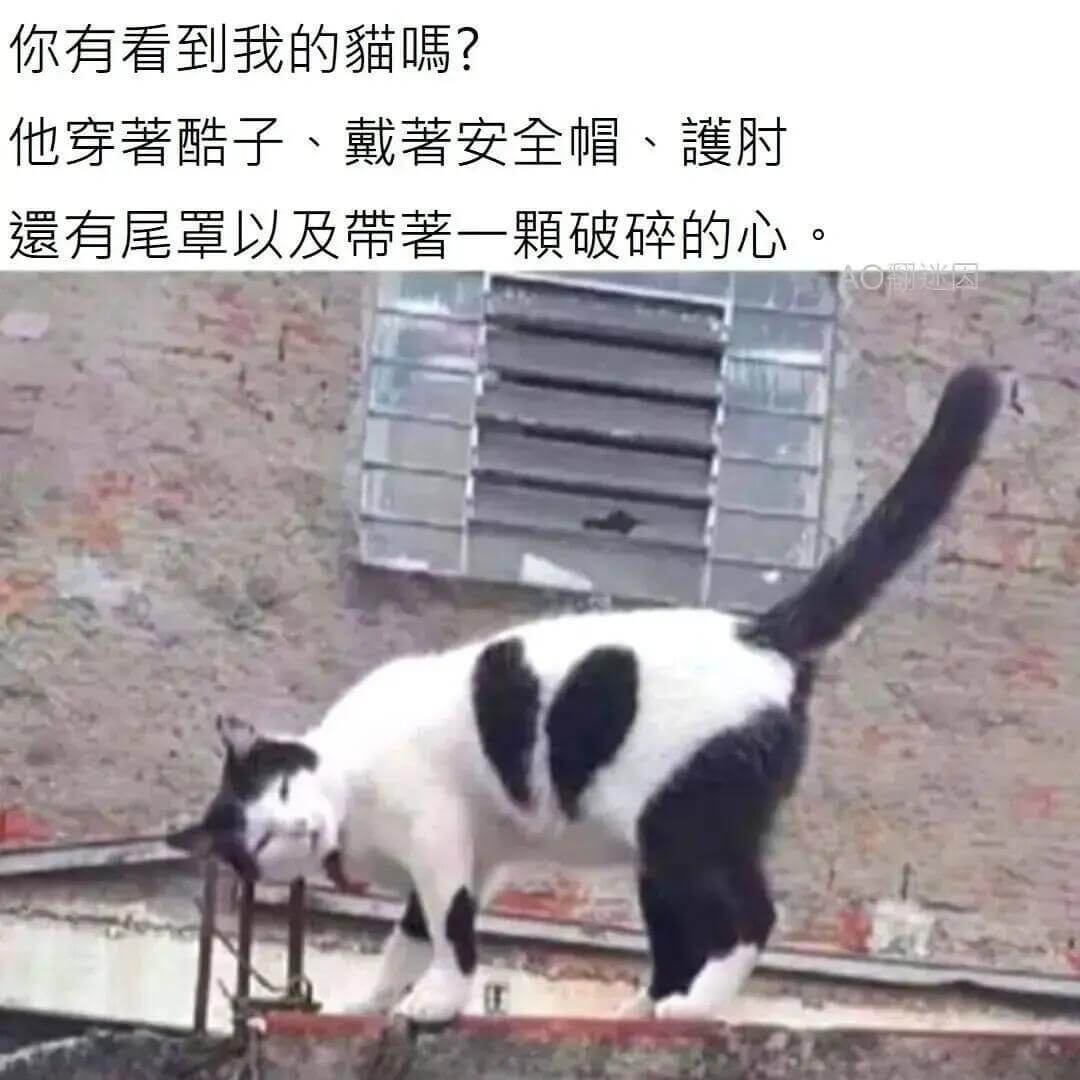 你有看到我的猫嘱？他穿著酷子、戴著安全帽、護肘、有尾罩，以及