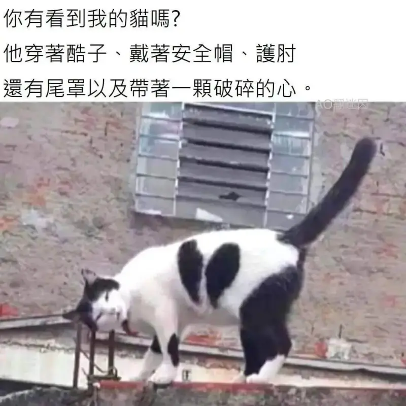 你有看到我的猫嘱？他穿著酷子、戴著安全帽、護肘、有尾罩，以及