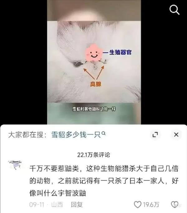 生殖器官臭腺雪貂和其他鼬科动物一样，大家都在搜:雪貂多少钱一