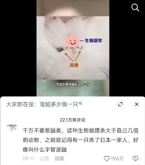生殖器官臭腺雪貂和其他鼬科动物一样，大家都在搜:雪貂多少钱一
