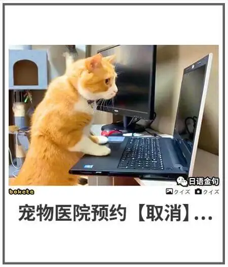 日语金句boketo宠物医院预约【取消】