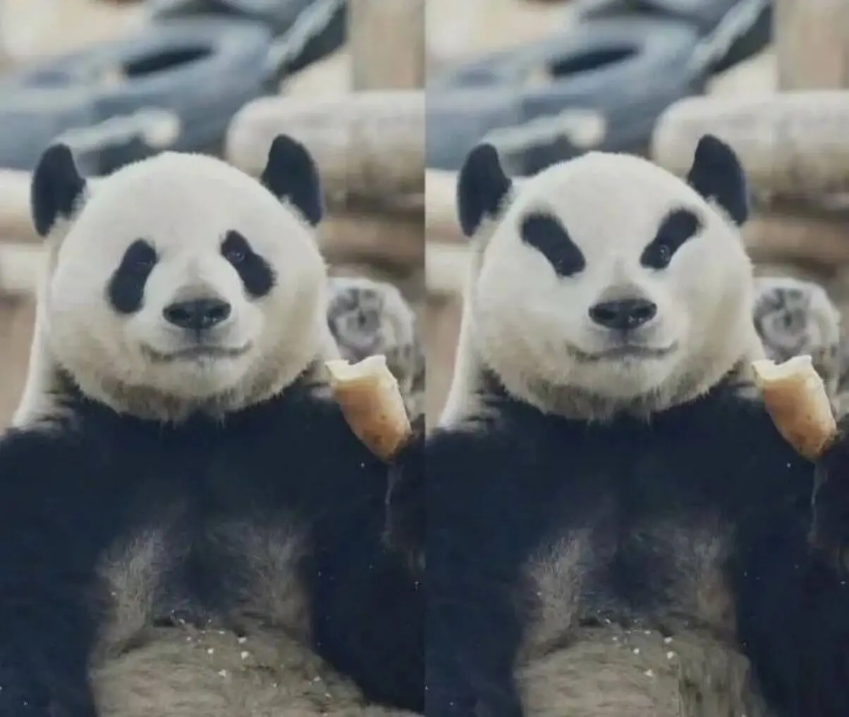 🤣🤣🤣如果大熊猫的黑眼圈反着长