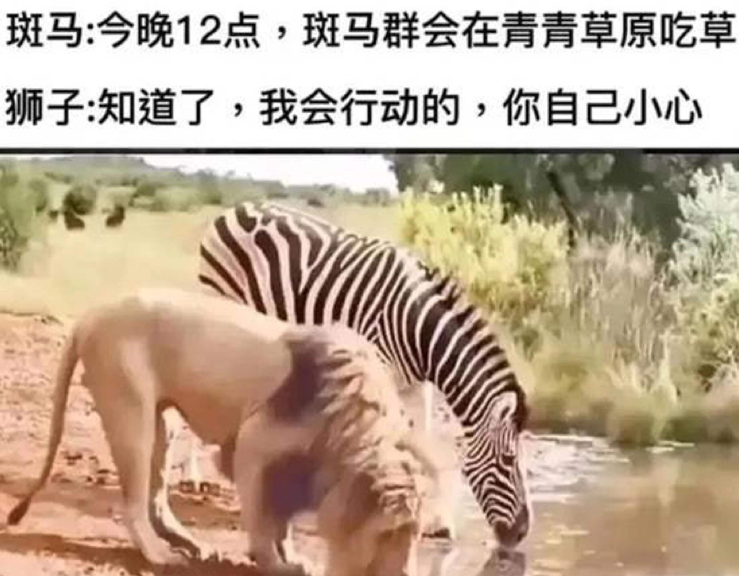 斑马：今晚12点，斑马群会在青青草原吃草狮子：知道了，我会行