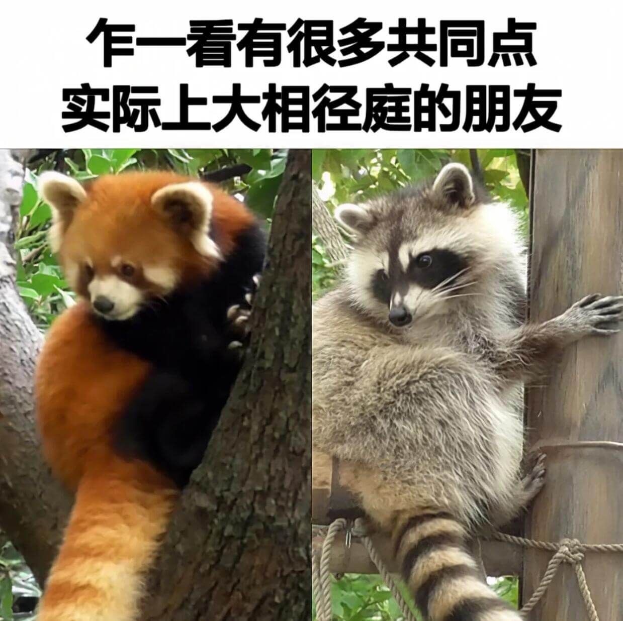 乍一看有很多共同点，实际上大相径庭的朋友