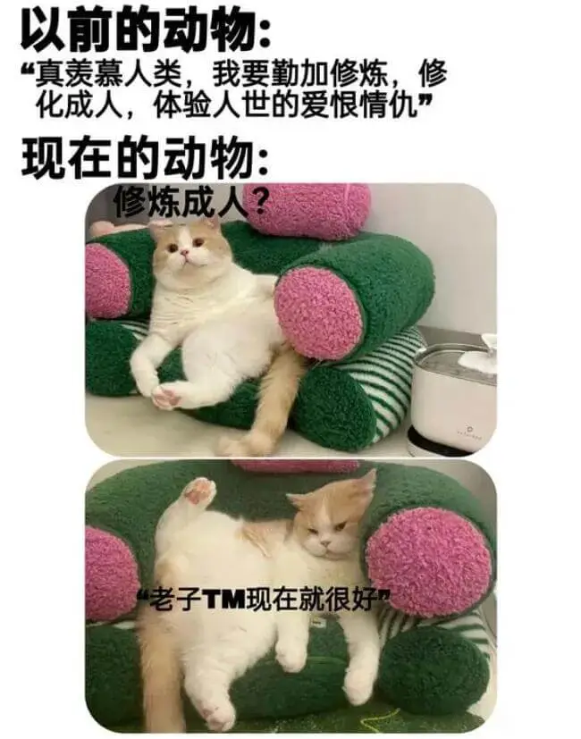 以前的动物：“真羡慕人类，我要勤加修炼，修化成人，体验人世的