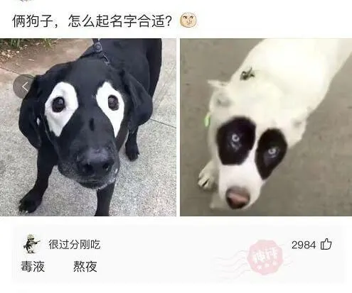 俩狗子，怎么起名字合适？很过分刚吃2984毒液熬夜