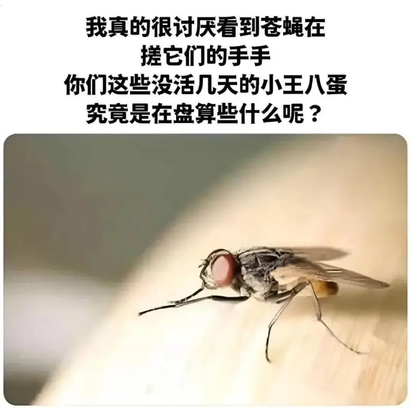 我真的很讨厌看到苍蝇在搓它们的手手你们这起没活几天的小王八蛋