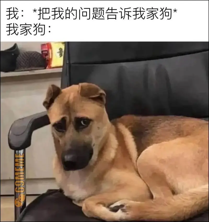 我：*把我的问题告诉我家狗我家狗：