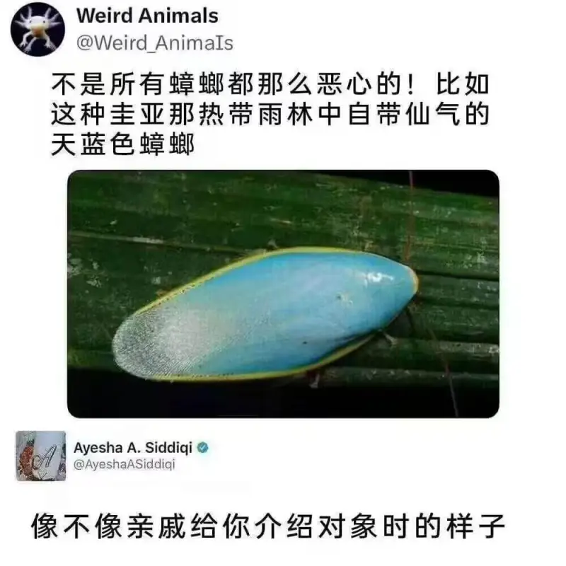 WeirdAnimals@WeirdAnimaIs不是所有蟑