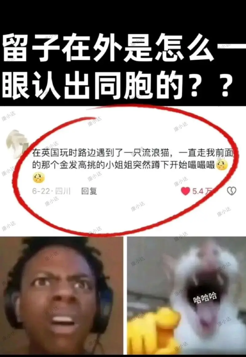 留子在外是怎么认出同胞的？在英国玩时，路边遇到了一只流浪猫。