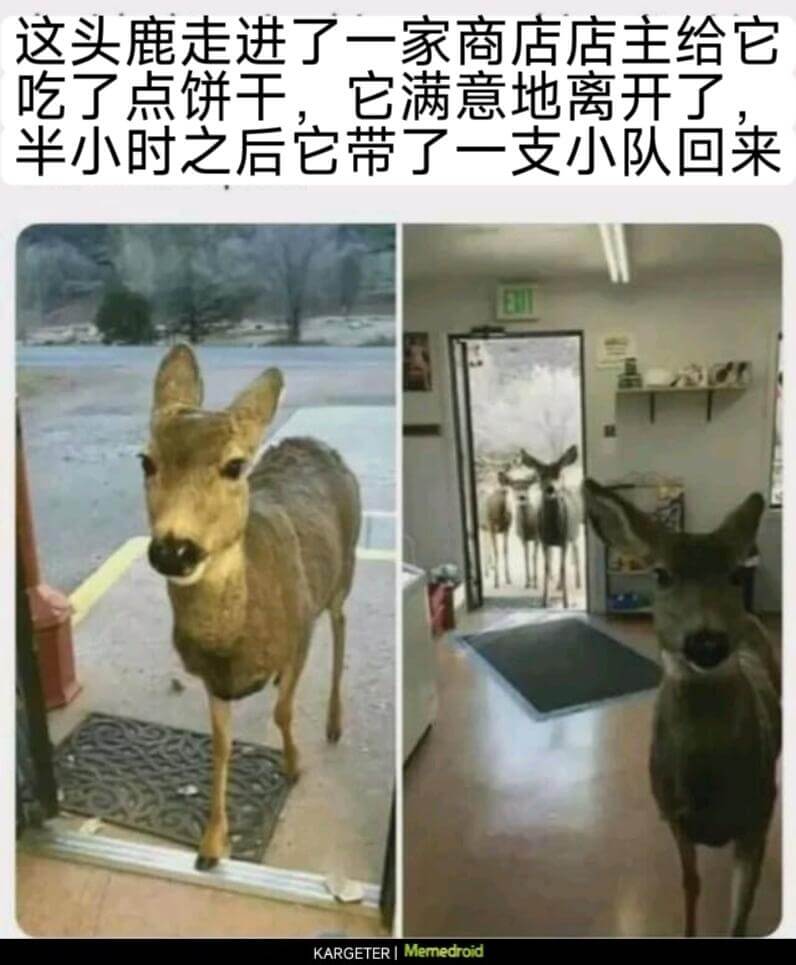 这头鹿走进了一家商店店主给它吃了点饼干，它满意地离开了半小时