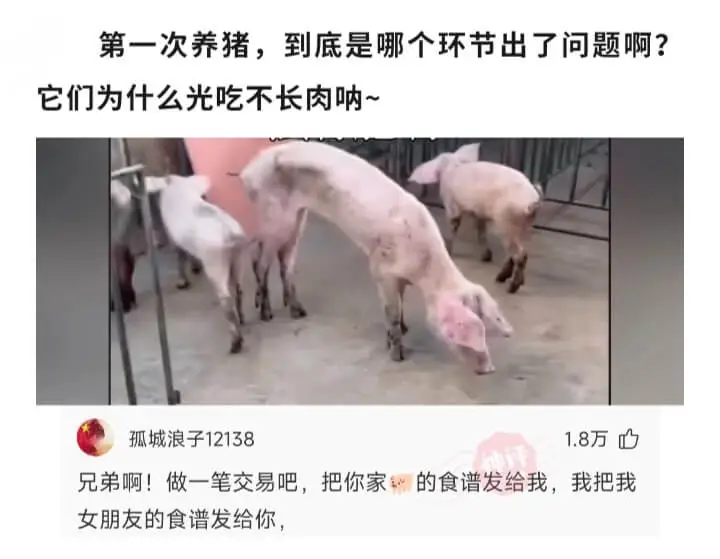 第一次养猪，到底是哪个环节出了问题啊？它们为什么光吃不长肉呐