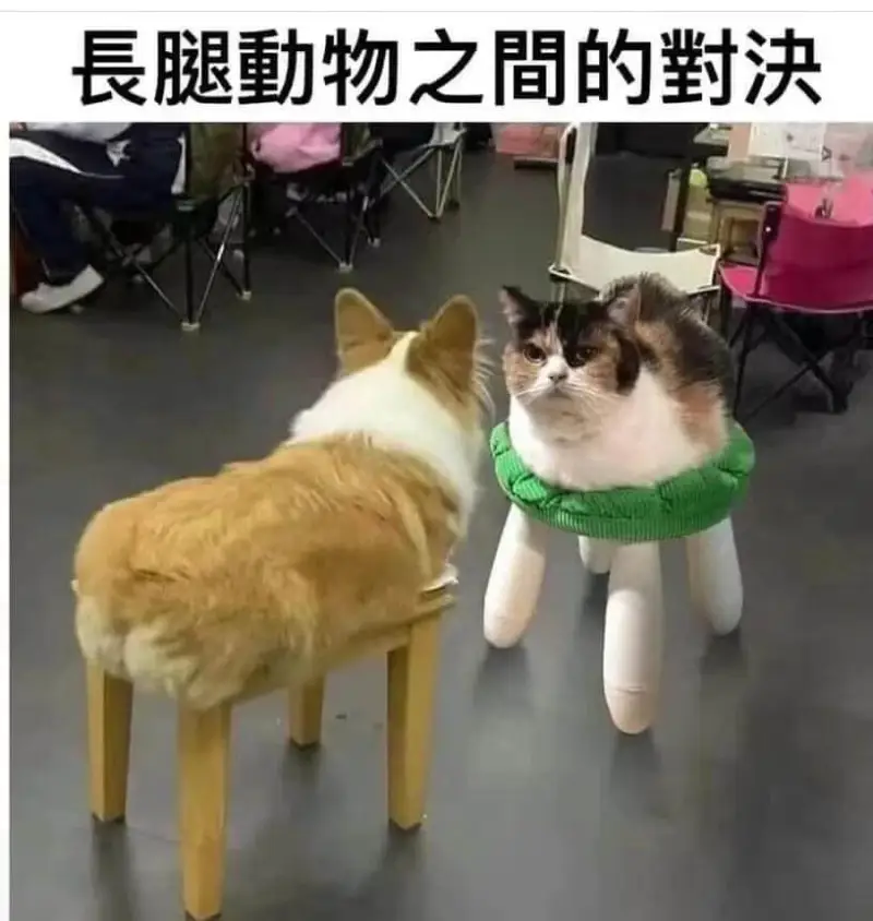 長腿動物之間的對決