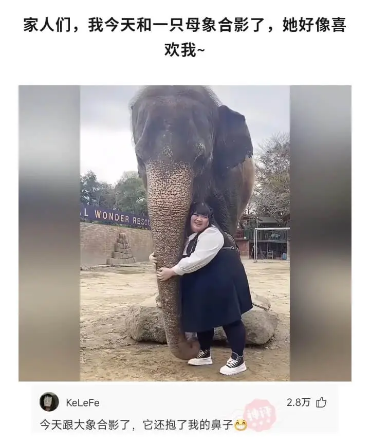 家人们,我今天和一只母象合影了,她好像喜欢我~LWONDER