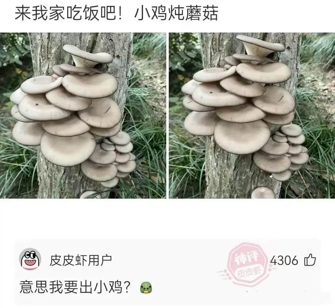 来我家吃饭吧！小鸡炖蘑菇皮皮虾用户神评4306皮皮虾意思我要